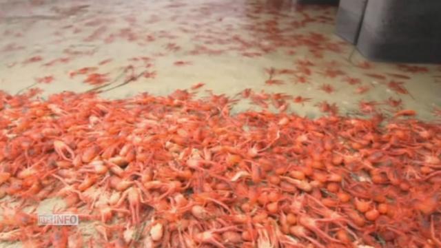 Des hordes de crabes envahissent les plages de Californie