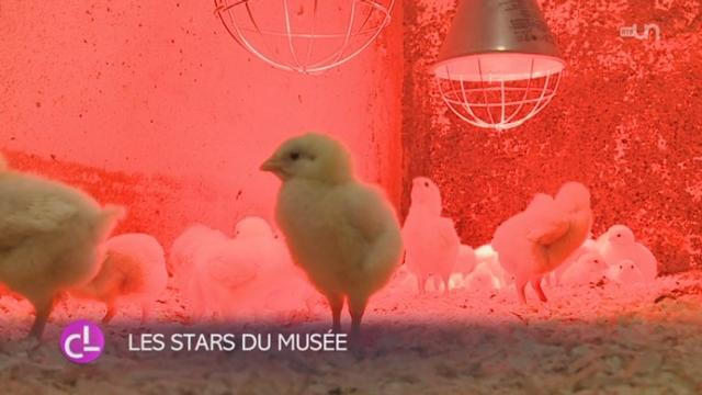 Les poussins sont les vedettes du Musée d'histoire naturelle de Fribourg