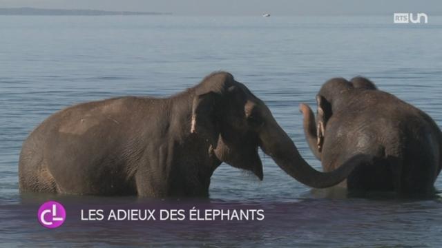 Les éléphants n'accompagneront plus la caravane du cirque Knie