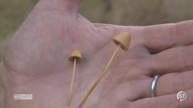 Les champignons hallucinogènes poussent dans certains lieux propices