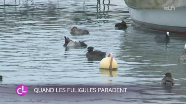 NE: la Grande Cariçaie héberge un quart de la flore et de la faune de notre pays