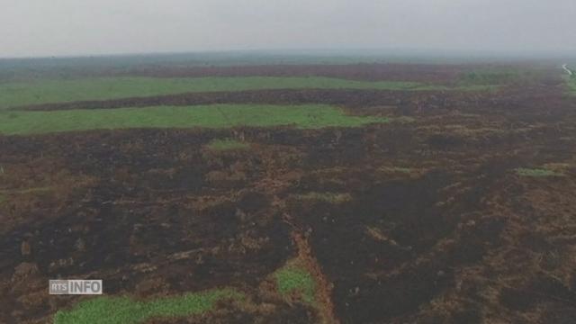 L'ampleur de la déforestation en Indonésie en images