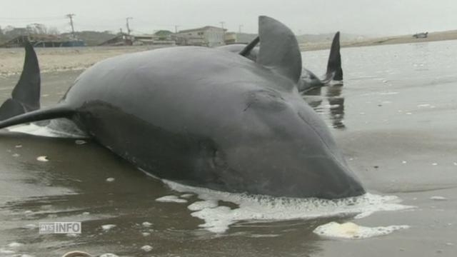 Près de 150 dauphins se sont échoués au Japon