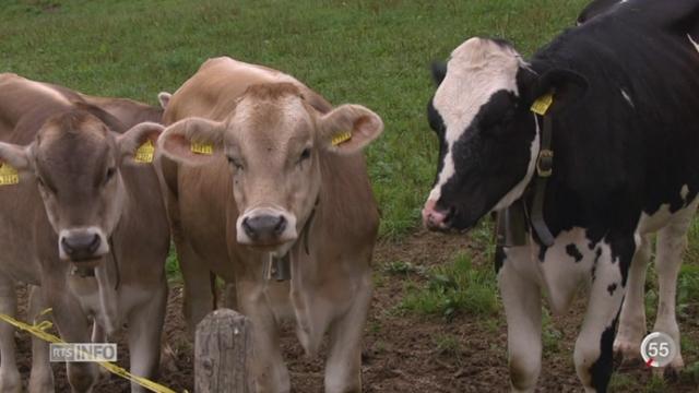 ZH: des cloches de vaches créent une discorde entre voisins