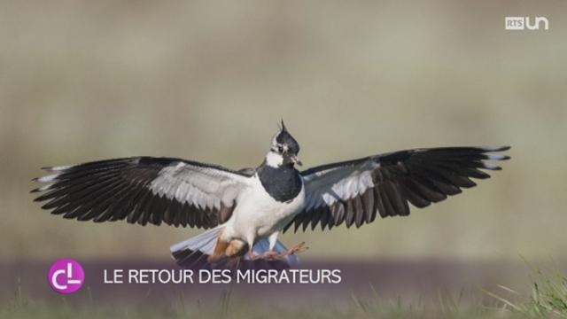 Le Grand-Marais, un paradis pour les oiseaux migrateurs