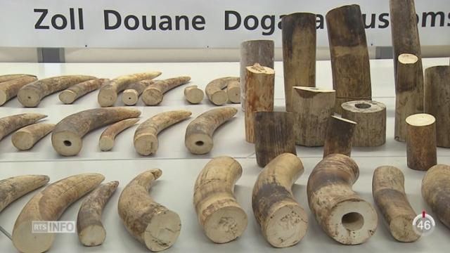 Plus de 200 kilos d'ivoire ont été saisis à l'aéroport de Zurich