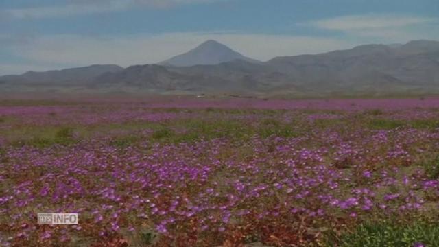 Le désert aride d'Atacama recouvert de fleurs