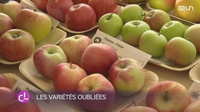 NE: l’association Retropomme propose une bourse aux arbres pour promouvoir les qualités des pommes