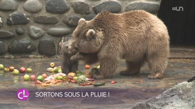 Le bébé ours du zoo de Servion (VD) a fait sa première sortie