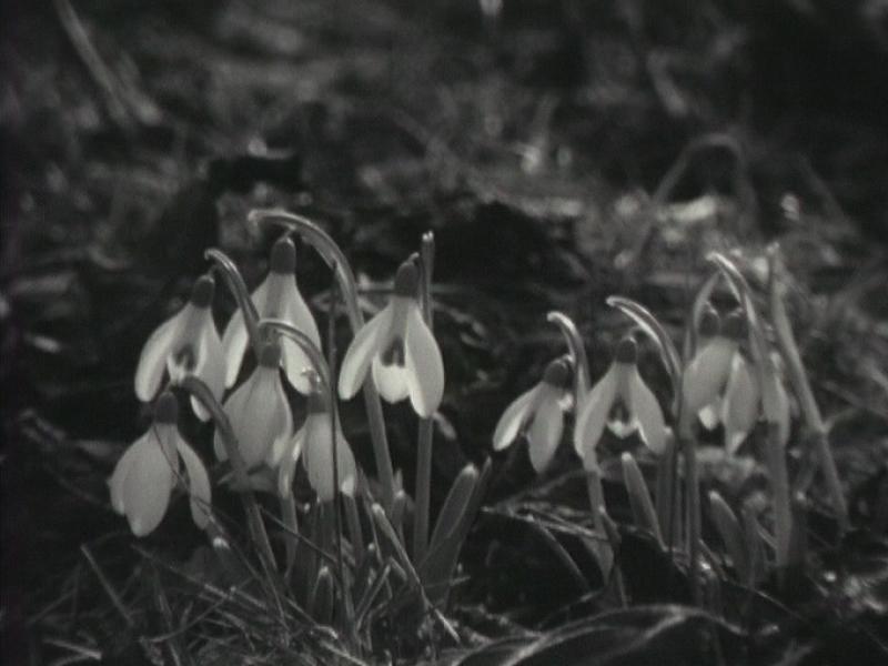 Les premiers signes du printemps. [RTS]