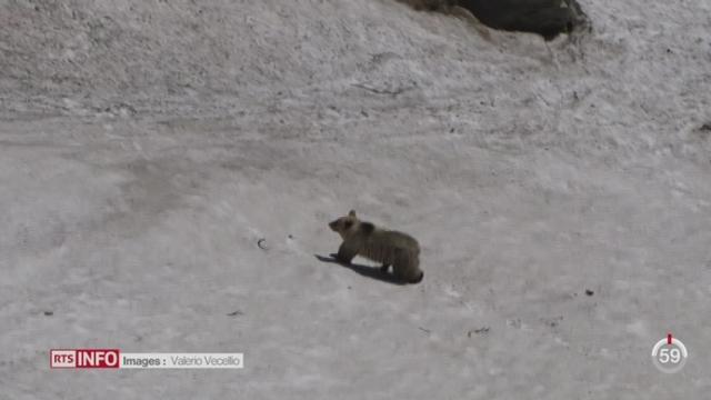 Un chasseur grison filme des images rares d’un jeune ours sur le Col de la Bernina (GR)