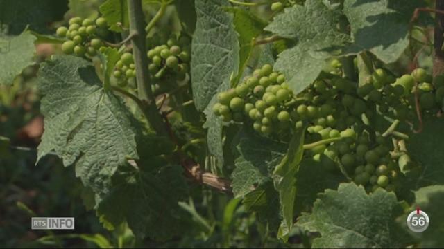 La production du vignoble vaudois est en chute libre