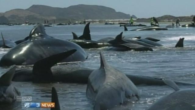 Près de 200 de baleines échouées en Nouvelle-Zélande