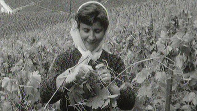 Les effeuilleuses de la Vallée d'Aoste travaillant dans les vignes du Lavaux en 1966. [RTS]