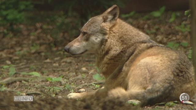 Le loup est devenu un sujet tabou dans le Valais