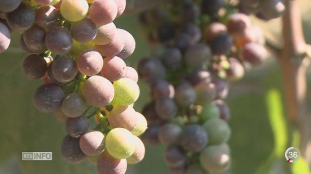 Les vendanges auront deux semaines d'avance en raison de la canicule