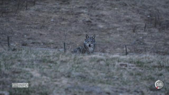 VS: la photo d’un loup faite par un photographe animalier de Haute-Nendaz fait le buzz