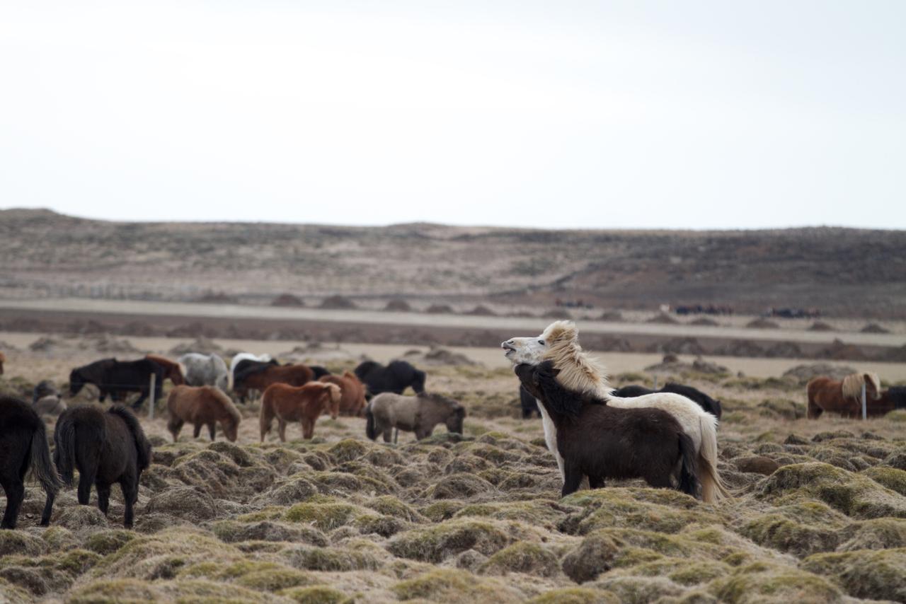 Le cheval islandais.