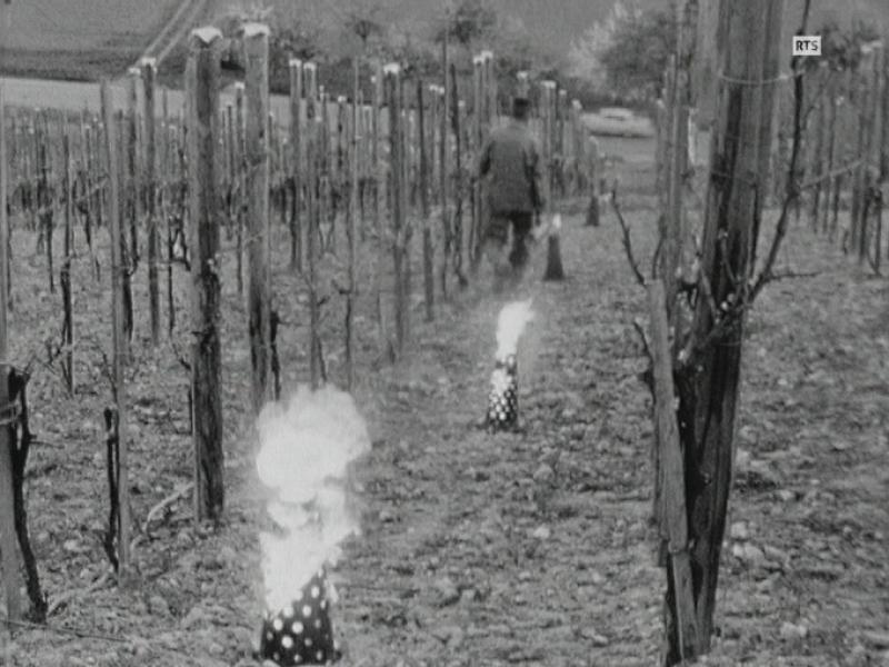 Chaufferettes pour vignes contre le gel en Thurgovie en 1963. [RTS]