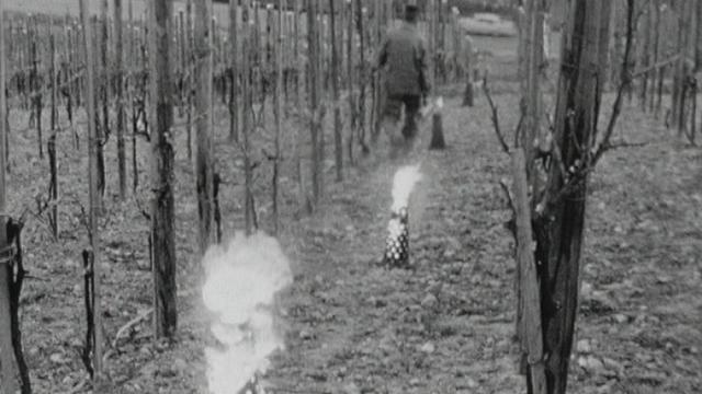 Chaufferettes pour vignes contre le gel en Thurgovie en 1963. [RTS]