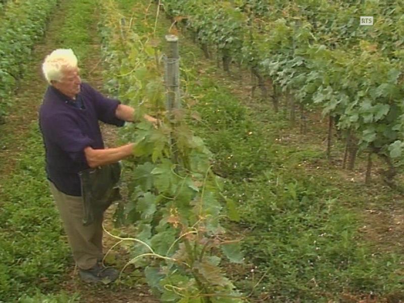 Les vignerons neuchâtelois limitent la production de la vigne à un kilo de raisin au mètre carré [RTS]