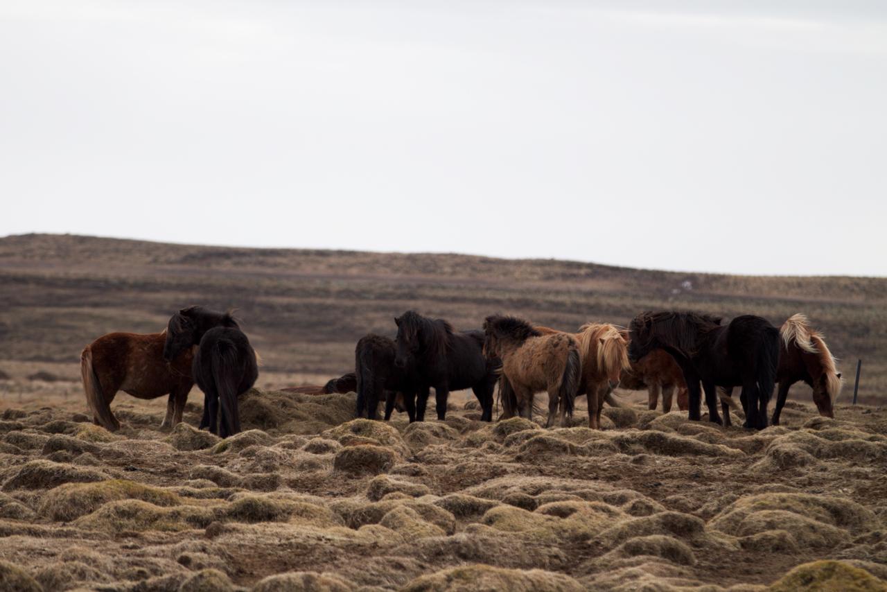 Le cheval islandais.