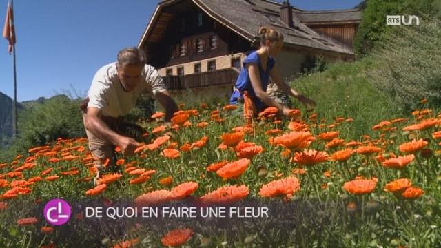 VD: le jardin des Monts cultive à l’ancienne des plantes et fleurs aromatiques ou médicinales