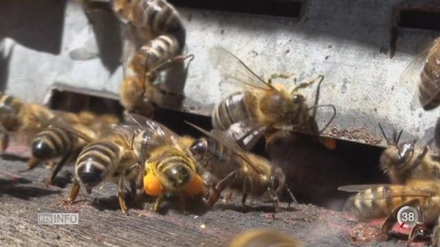 Une nouvelle génération de pesticides est la cause de la mortalité des abeilles