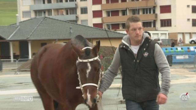 L'élection du meilleur étalon reproducteur des Franches-Montagnes est complexe