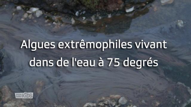 Algues extrêmophiles vivant dans de l.eau à 75 degrés
