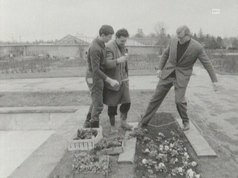 Plantation de pensées à l'école d'horticutlure de Châtelaine à Genève. [RTS]