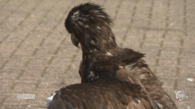 La police néerlandaise dresse des aigles pour intercepter les drones malveillants