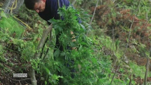 Première productrice de cannabis en Europe, l'Albanie part en chasse des cultures