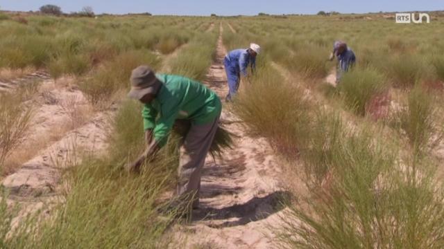 La récolte de Rooibos en Afrique du Sud