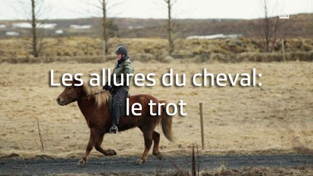 Les allures du cheval islandais: le trot.