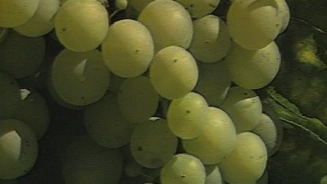Le Conseil national propose des quotas viticoles en Suisse pour améliorer la qualité [RTS]