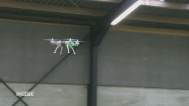 Des aigles entraînés à intercepter des drones aux Pays-Bas