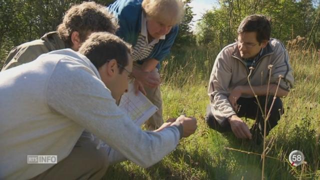 En Suisse, de nombreuses plantes sont menacées d’extinction