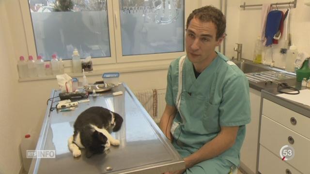 Une opération pour stériliser les chats errants a débuté