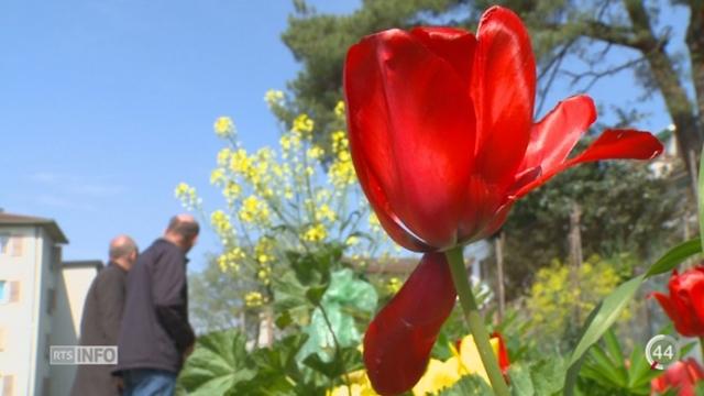 Les potagers urbains se multiplient au pied des immeubles dans plusieurs grandes villes