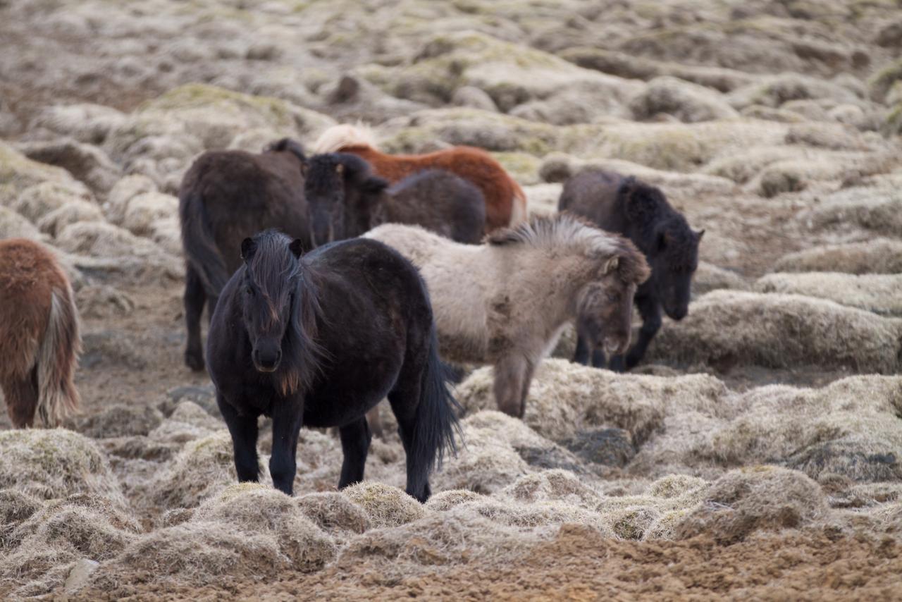 Le cheval islandais.