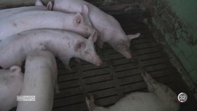 VD: Coop et Migros suspendent leur contrat avec une porcherie mise sous enquête