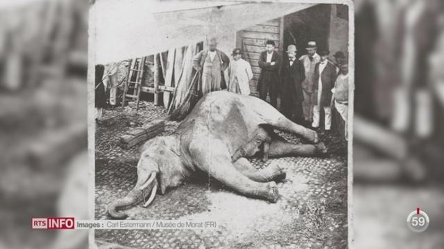 FR: la ville de Morat rend hommage à un éléphant abattu d’un coup de canon il y a 150 ans