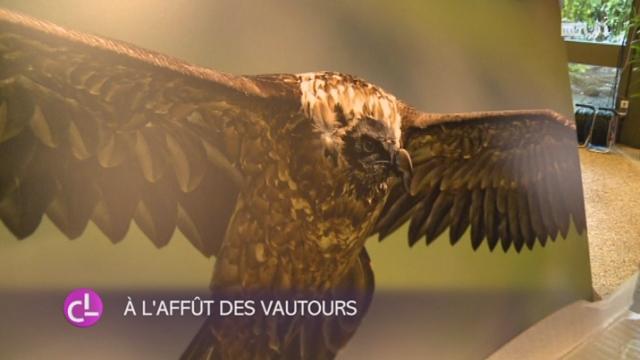 VD: deux passionnés photographient le gypaète barbu depuis des années