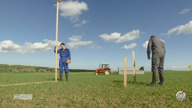 Minimag: des agriculteurs font appel aux rapaces pour se débarasser des campagnols