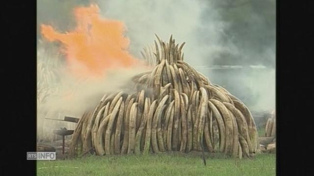 Les 105 tonnes de défenses d'éléphants ont été réduites en cendres samedi dans le parc national de Nairobi
