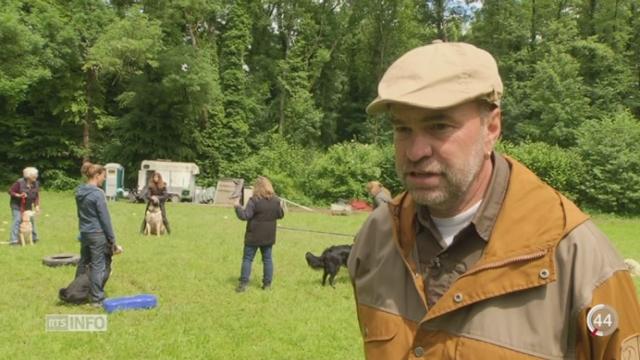 Le Conseil des États supprime les cours obligatoires pour nouveaux propriétaires de chiens