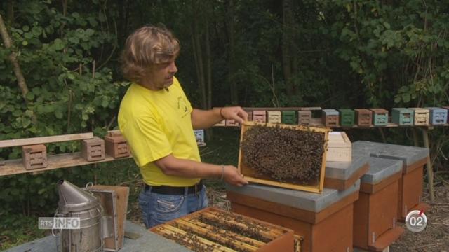 La production de miel est mauvaise