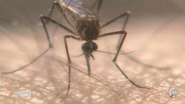 Virus Zika: la prolifération de la maladie inquiète et pose question