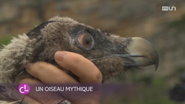 Le gypaète barbu est de retour dans les Alpes